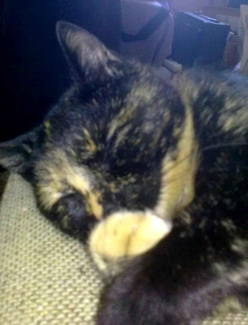 Blanding af racer Amaya (BabyMis) - Det ligner lidt hun fniser :D billede 8