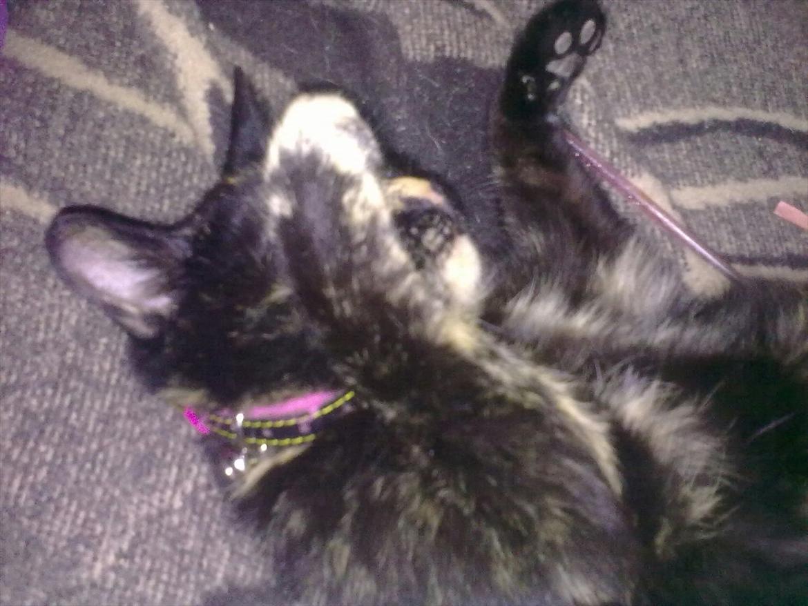 Blanding af racer Amaya (BabyMis) - "Okok, jeg overgiver mig!" billede 9