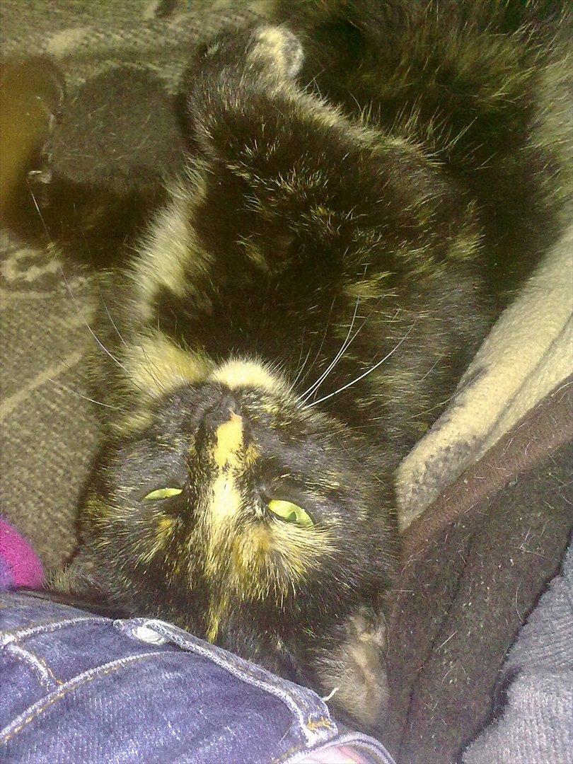 Blanding af racer Amaya (BabyMis) - "Hvad vil du nu? Flere billeder?" billede 10