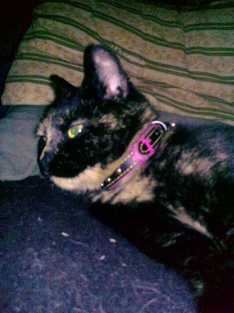 Blanding af racer Amaya (BabyMis) billede 11