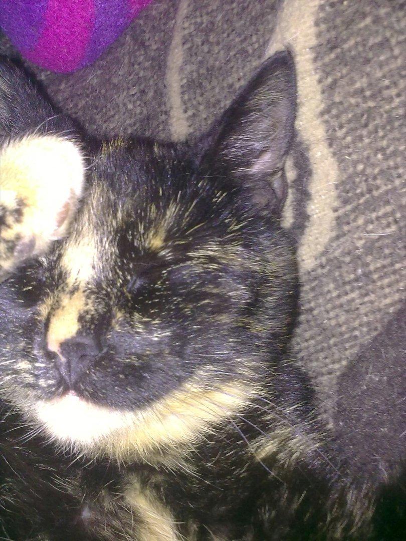 Blanding af racer Amaya (BabyMis) billede 12