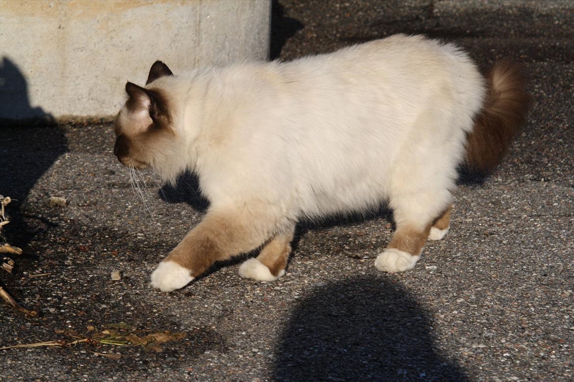 Hellig Birma Maupets Ronaldo (Noller) billede 11