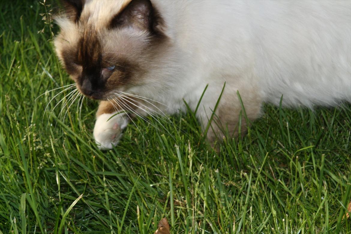 Hellig Birma Maupets Ronaldo (Noller) billede 6