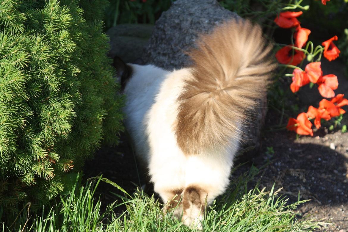 Hellig Birma Maupets Ronaldo (Noller) billede 5