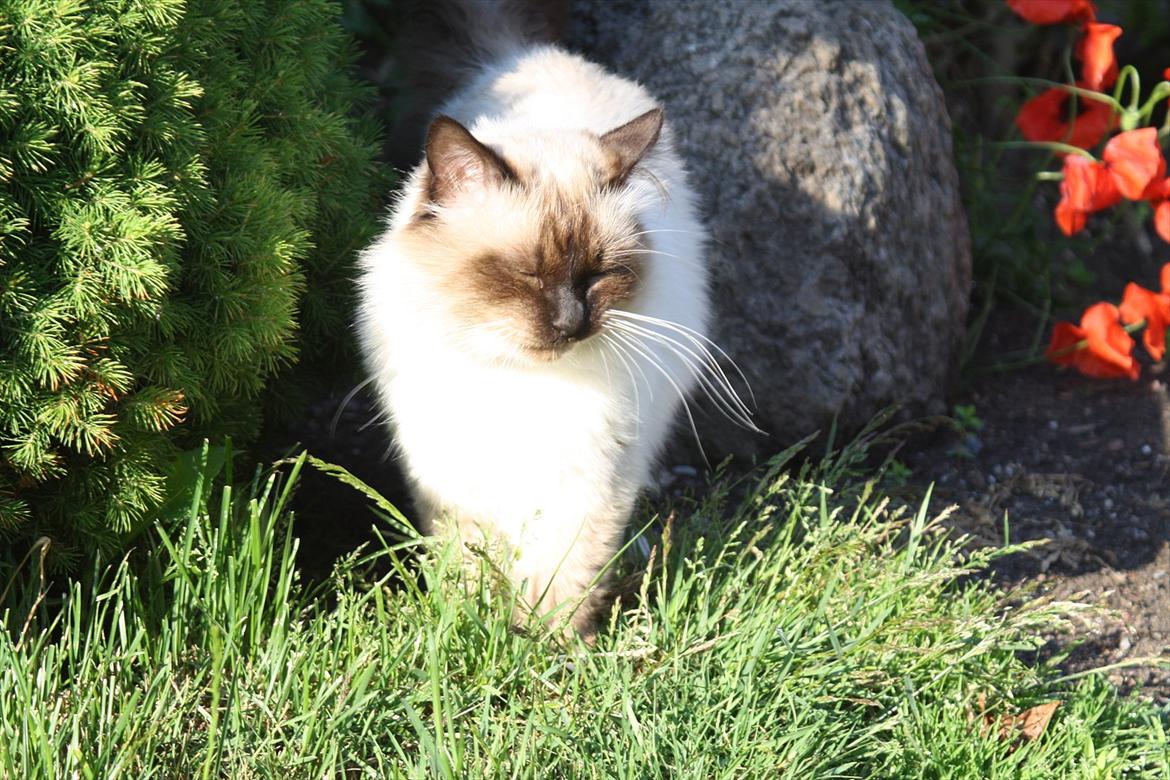 Hellig Birma Maupets Ronaldo (Noller) billede 4