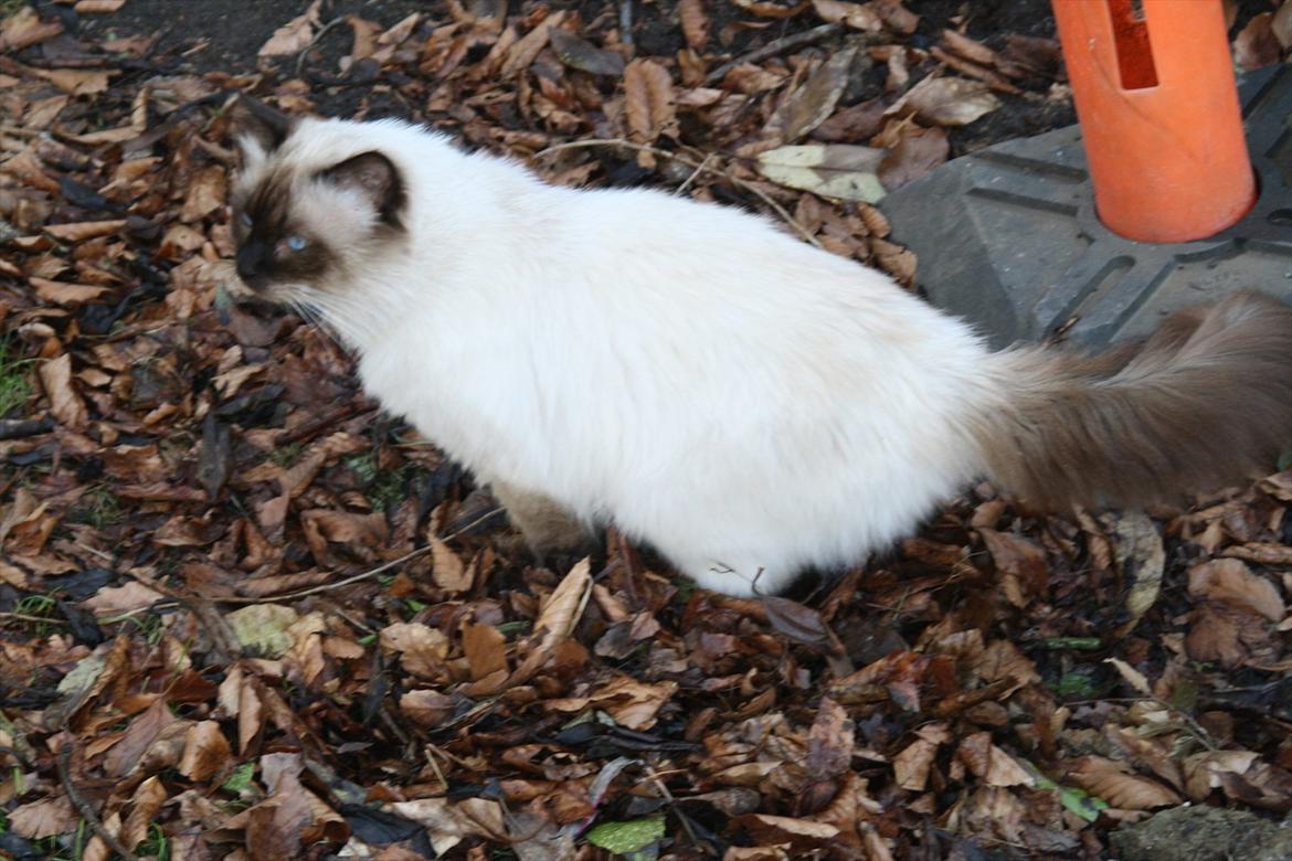 Hellig Birma Maupets Ronaldo (Noller) billede 7