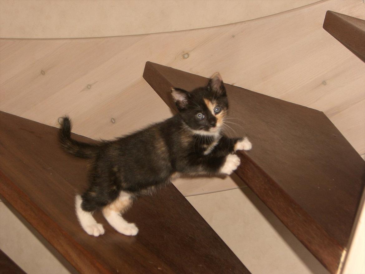 Huskat Diva Solgt og savnet;'( billede 14