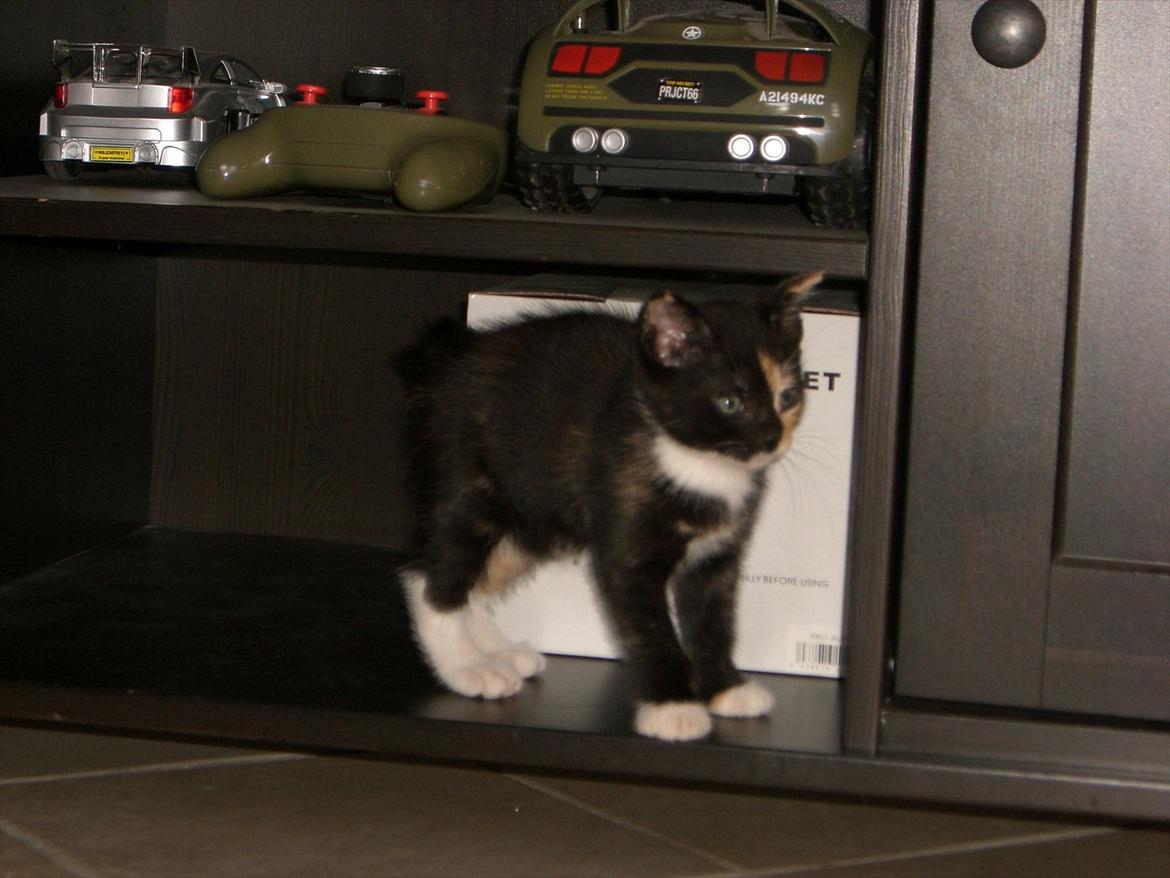 Huskat Diva Solgt og savnet;'( billede 15