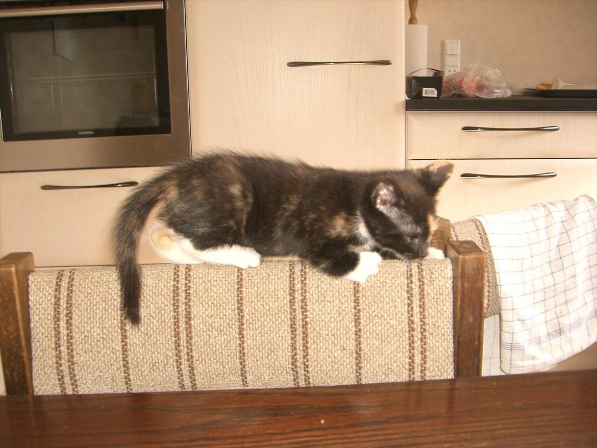 Huskat Diva Solgt og savnet;'( billede 16