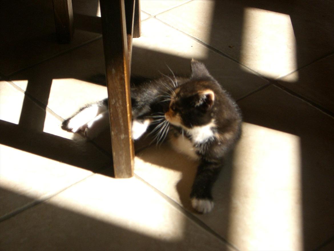 Huskat Diva Solgt og savnet;'( billede 17