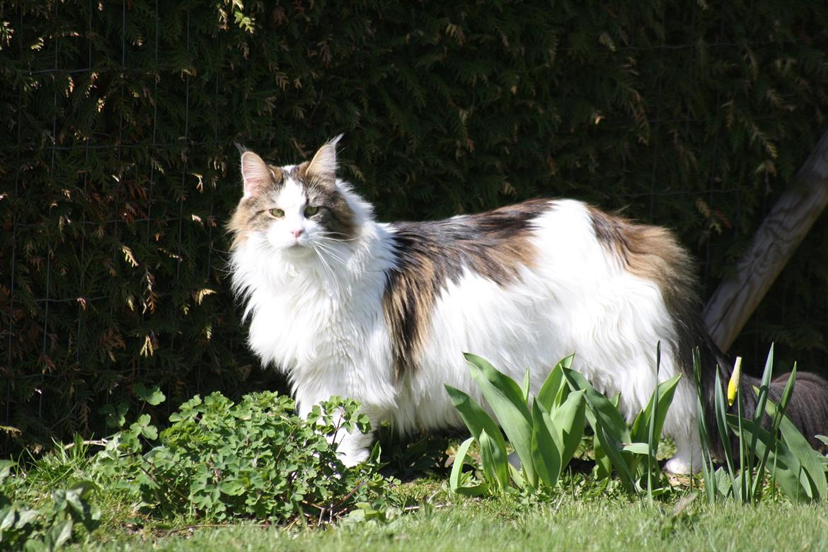 Maine Coon Timon - Timon år 2011. er blevet en stor dreng på 9 kg billede 17