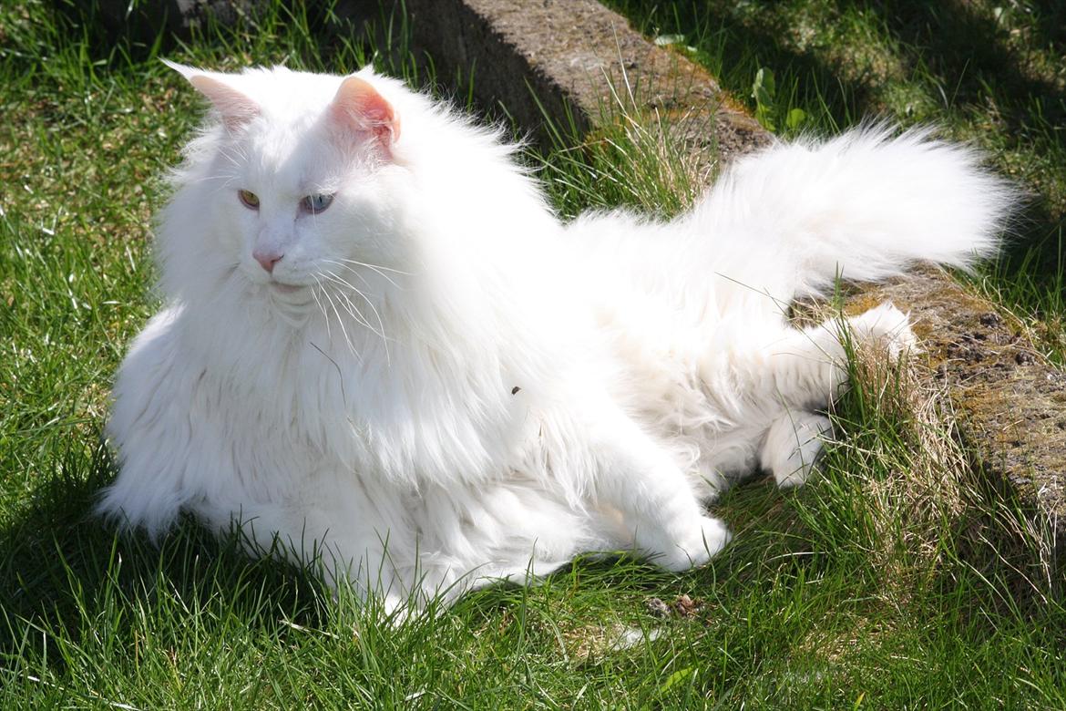 Maine Coon Pumba - Pumba 2011. vores største basse i flokken. 10 kg velvoksen kælemis billede 17