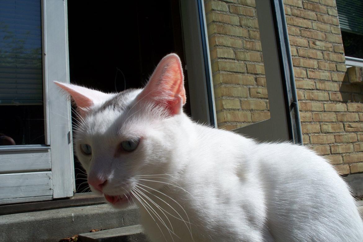 Huskat Noob - :P billede 5