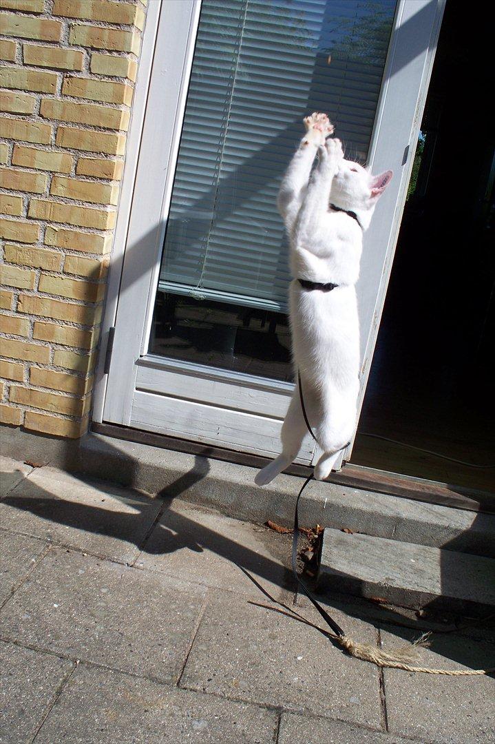 Huskat Noob - FANGET ! :D billede 6