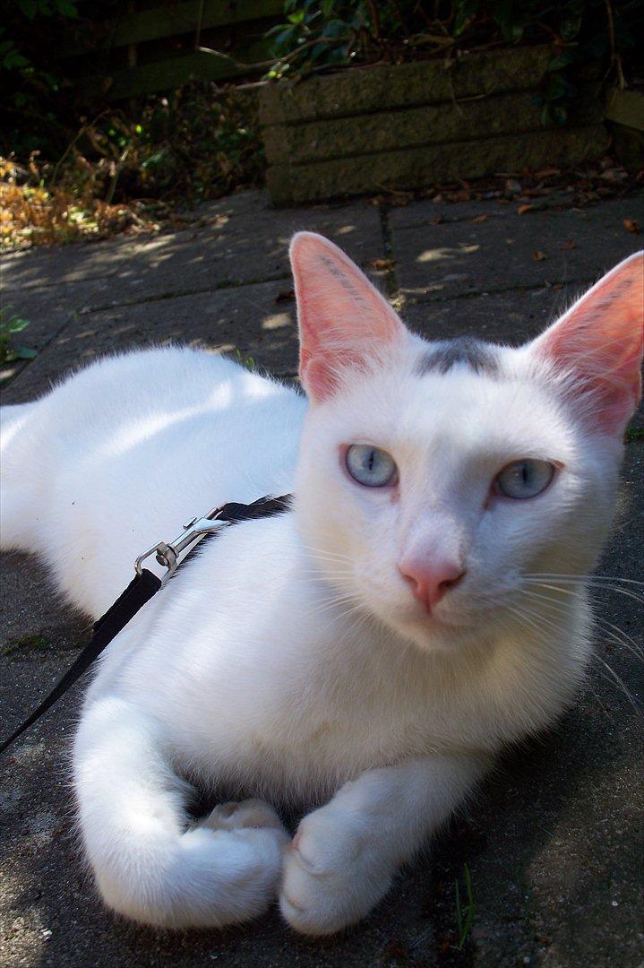 Huskat Noob - Jeg ELSKER hans utrolig smukke blå øjne. billede 7