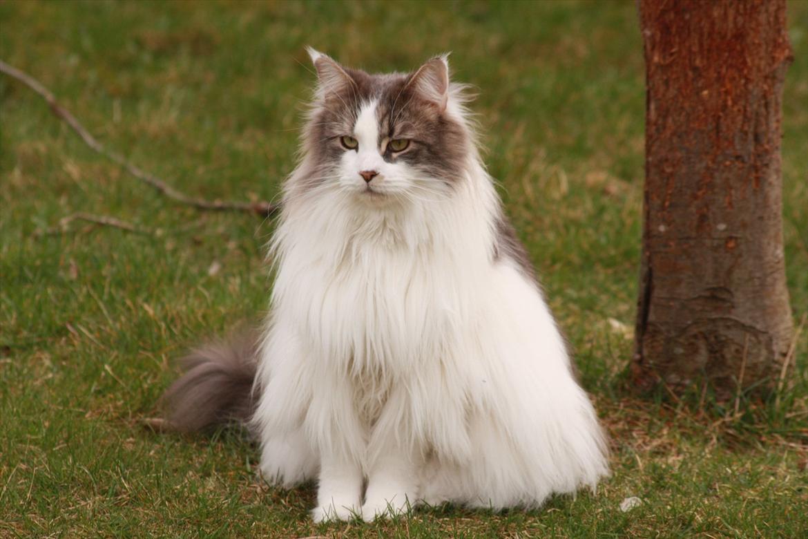 Maine Coon Bianca - Bianca 2011. Flokkens Dronning :o) billede 17