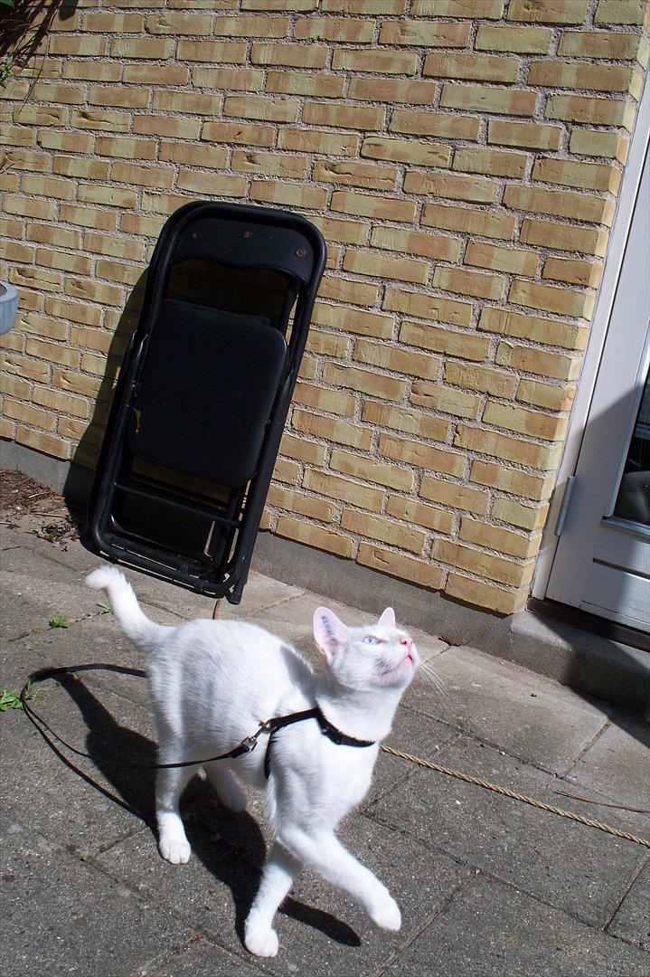 Huskat Noob - <3 billede 9