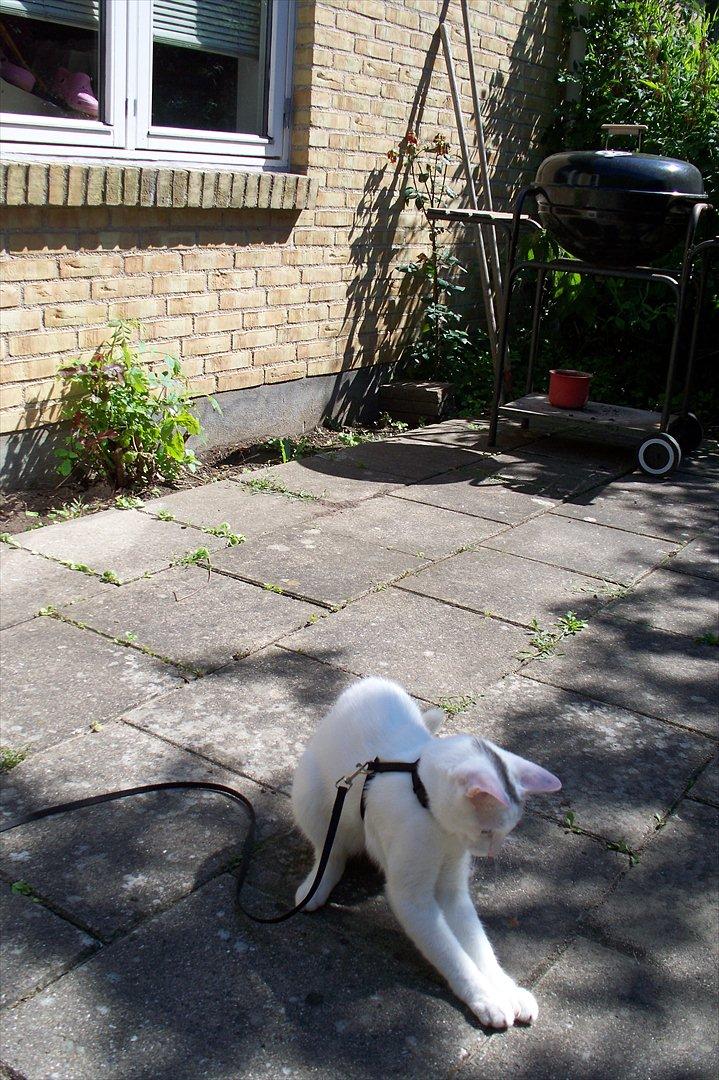 Huskat Noob - Heeh , lille bandit er han ;) billede 8