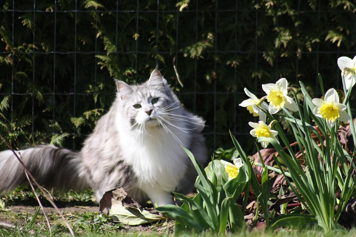 Maine Coon Nala - Nala, 2011. Hun jagter en brombasse. Den kan anes på billedet hvis man kigger godt efter. billede 15