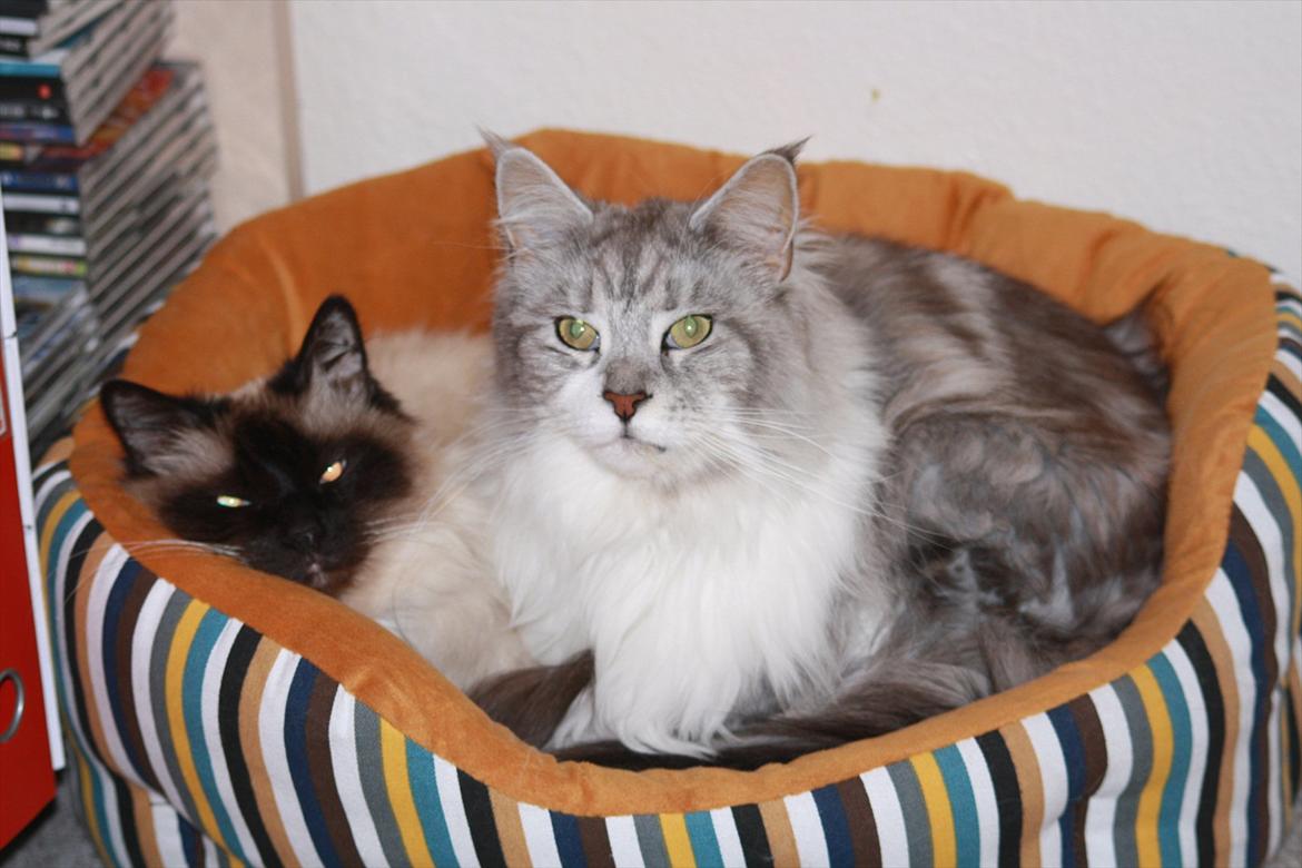 Hellig Birma Andy. R.I.P - Andy 2011. Flokkens Konge og snart en lidt ældre herre på næsten 13 år billede 17