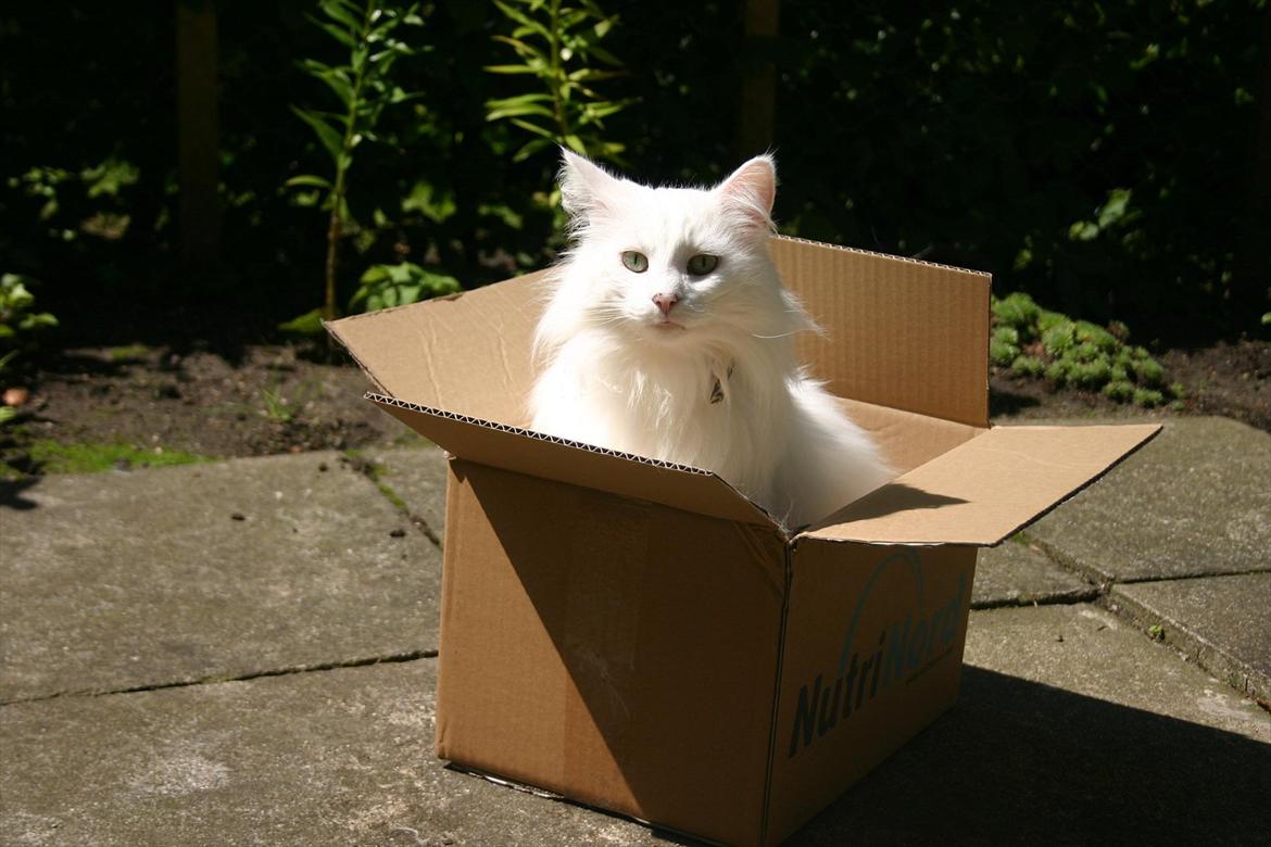 Norsk Skovkat Emma RIP billede 8