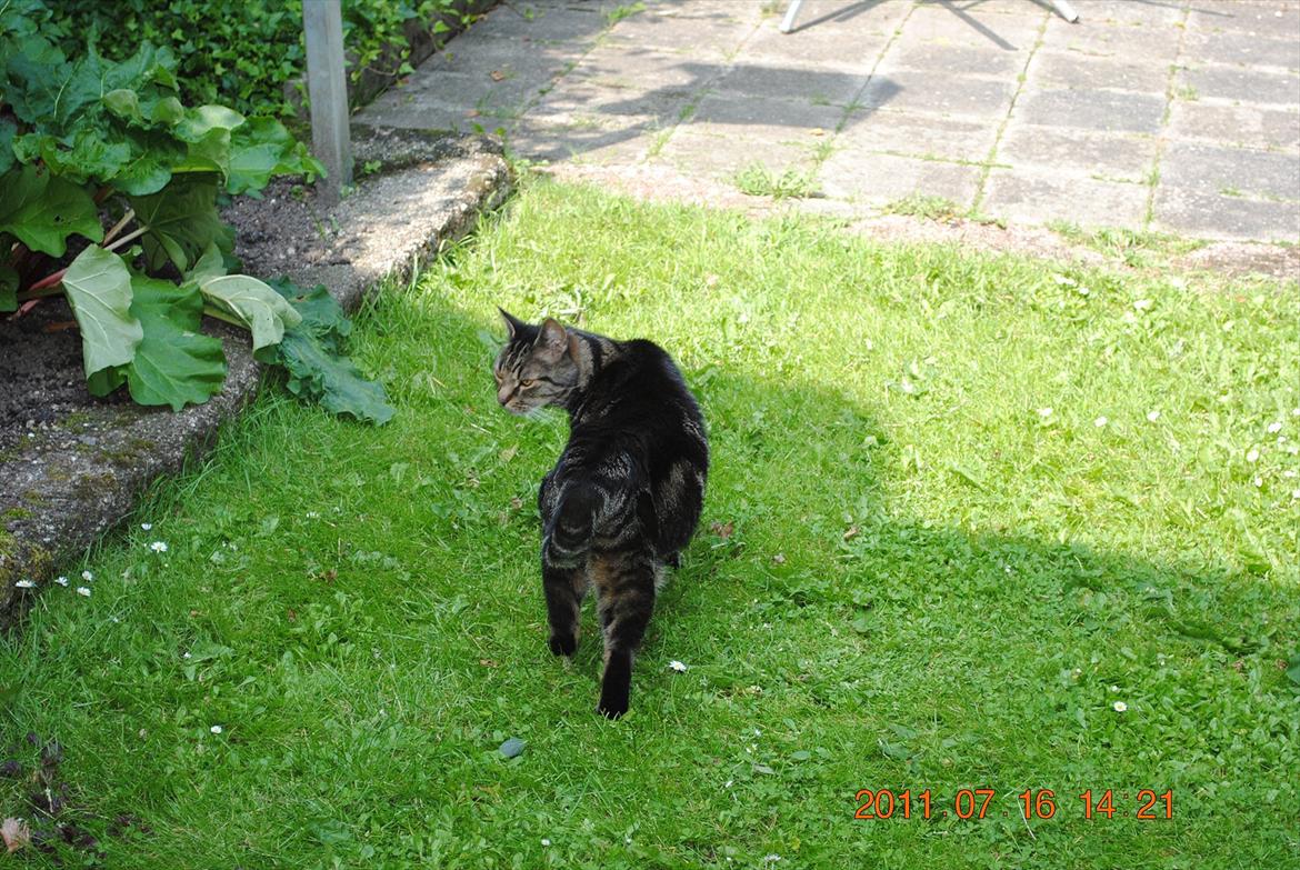 Huskat Kidder - Tuller lige lidt rundt i haven :-) billede 12