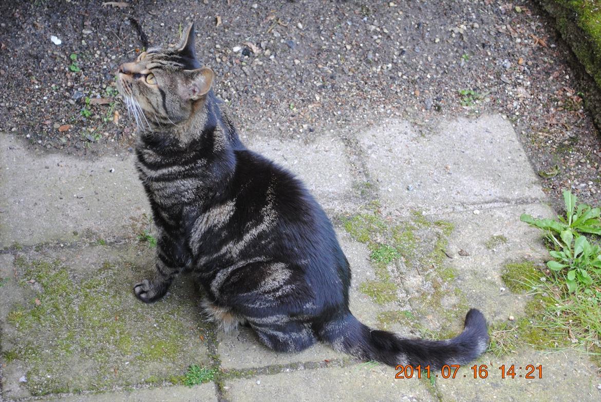 Huskat Kidder - Sådan ser man ud når man tigger ved vinduet.. billede 13