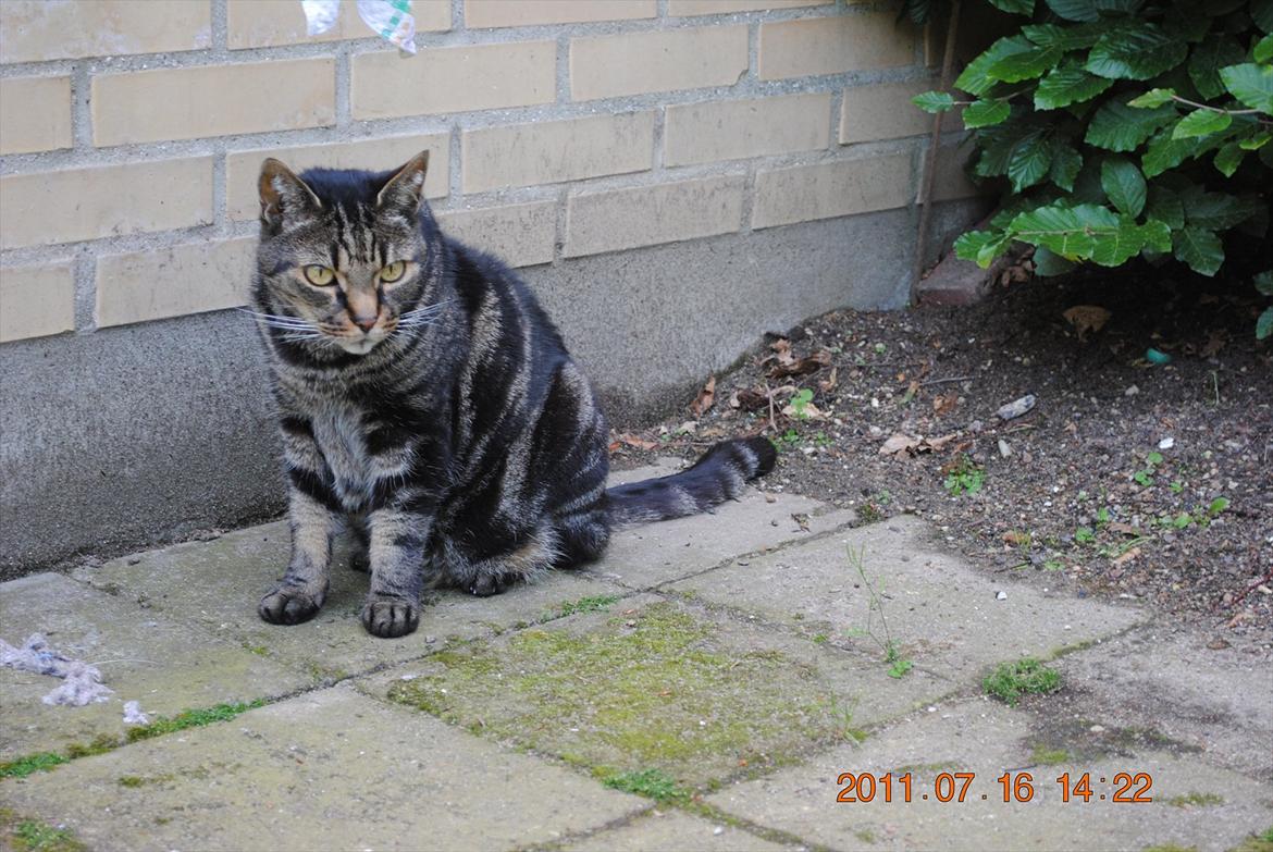 Huskat Kidder billede 14