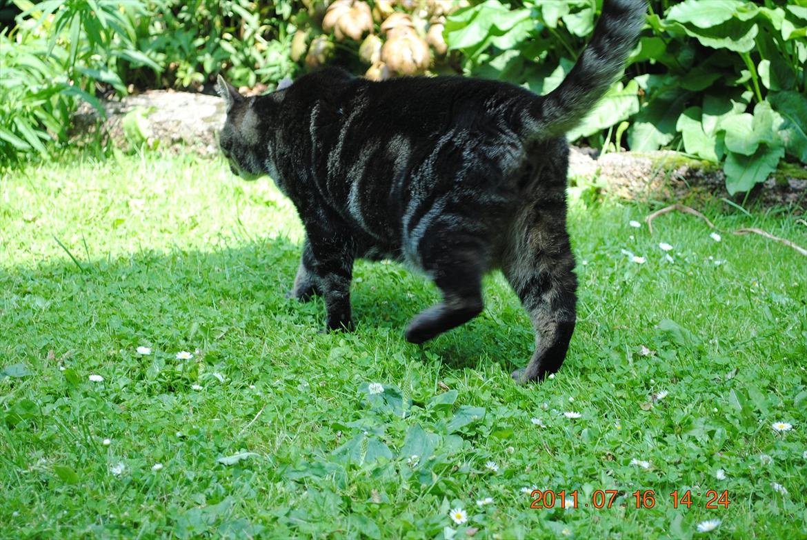 Huskat Kidder billede 15