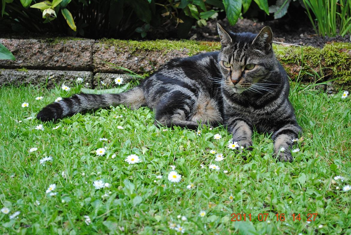 Huskat Kidder billede 16