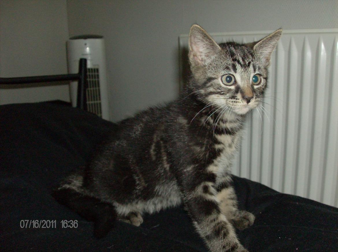 Huskat Prince - første billede af prince <3
 billede 17