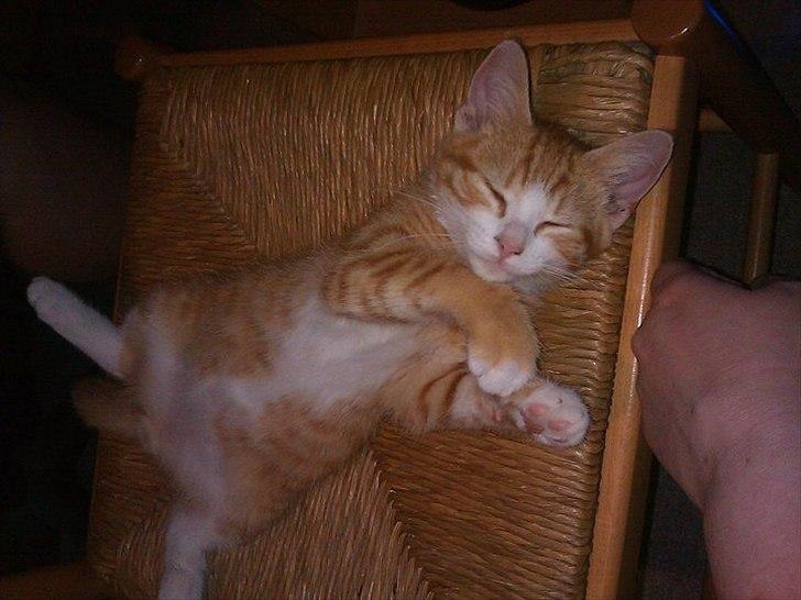 Huskat Garfield (Gaffe) R.I.P. billede 4