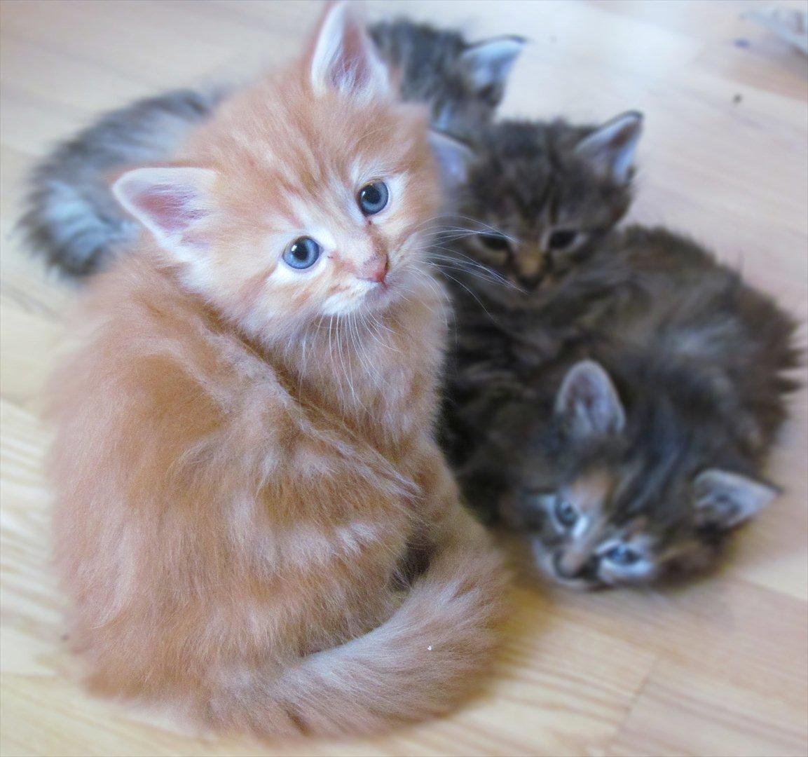 Maine Coon Simba - Velkommen til Simbas profil! billede 1