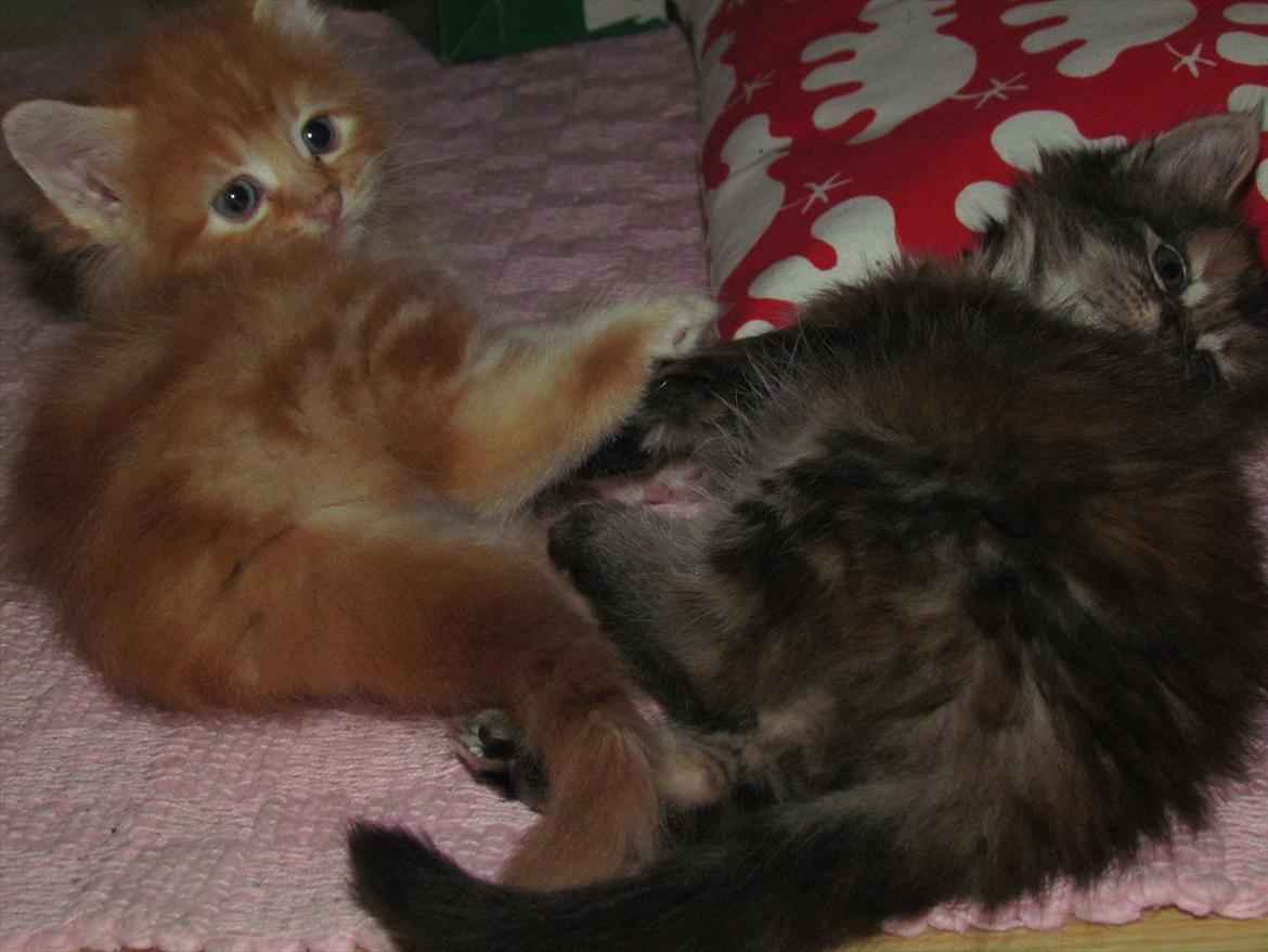 Maine Coon Simba billede 3