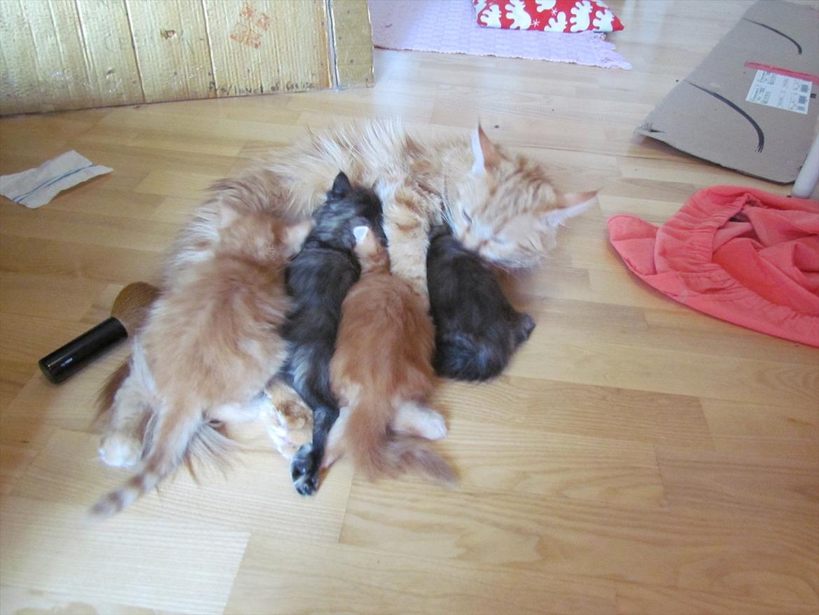 Maine Coon Simba billede 4