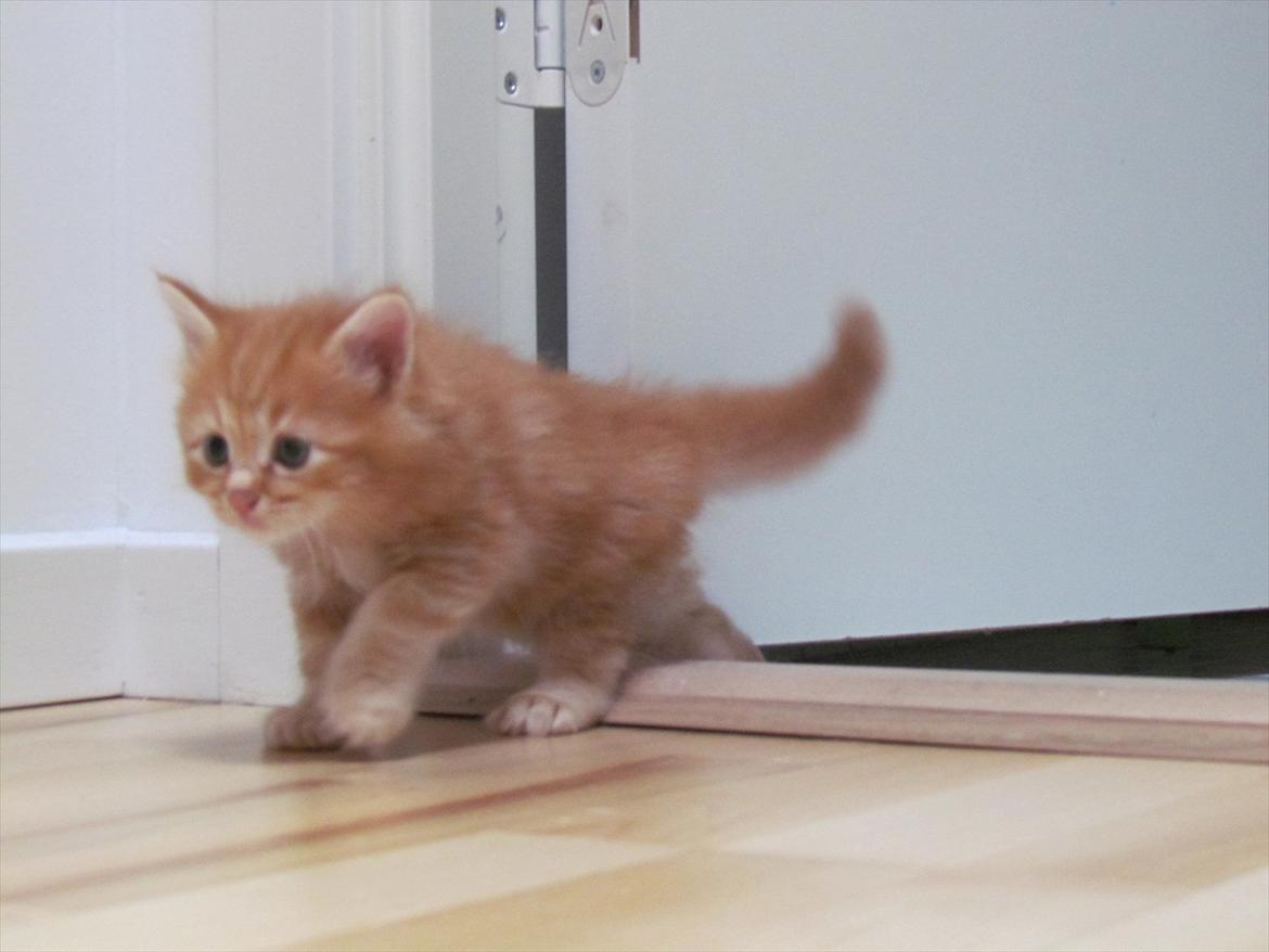 Maine Coon Simba billede 5