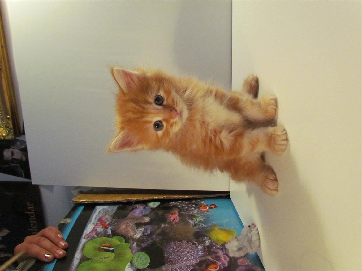 Maine Coon Simba billede 6