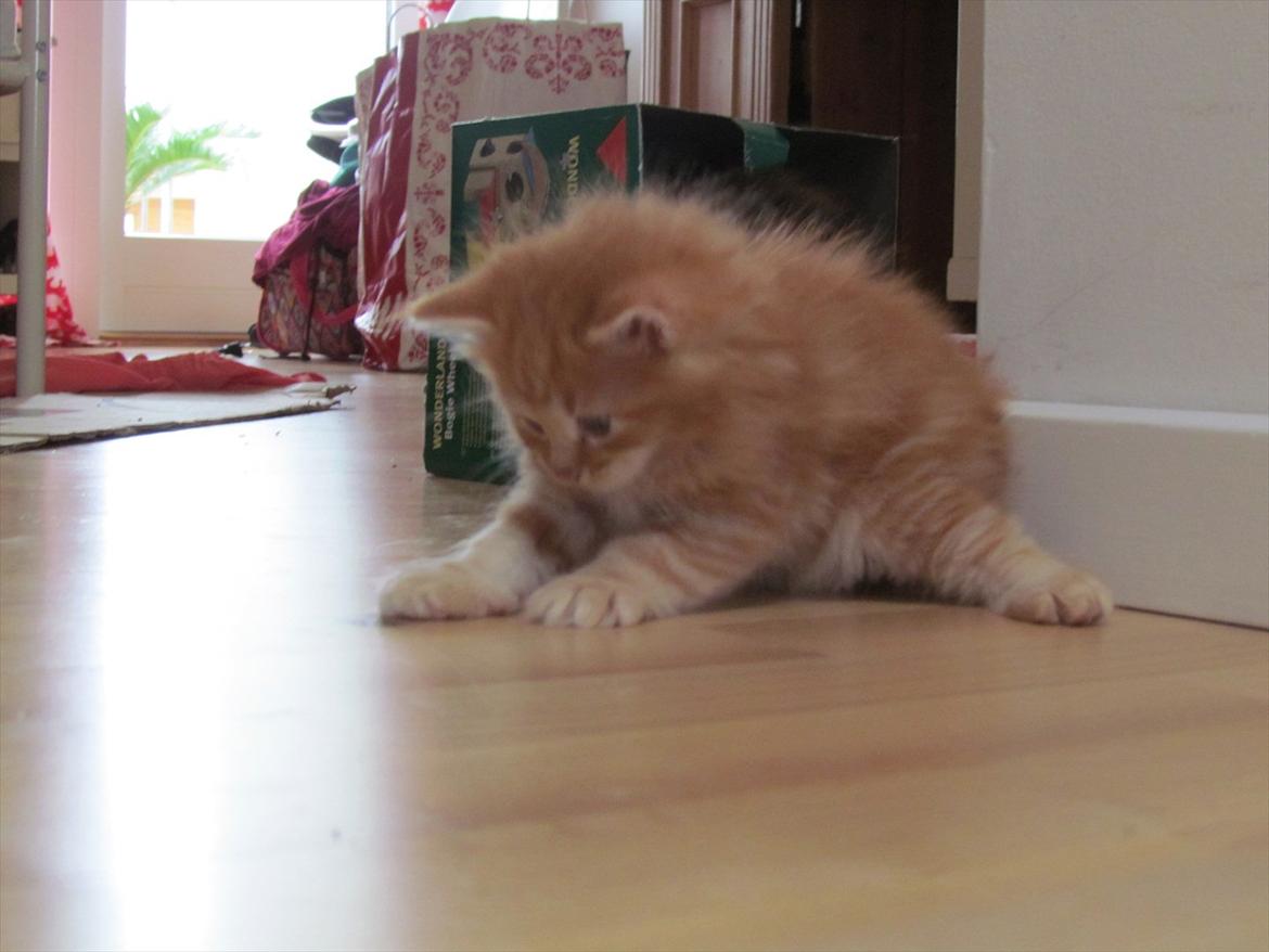 Maine Coon Simba billede 7