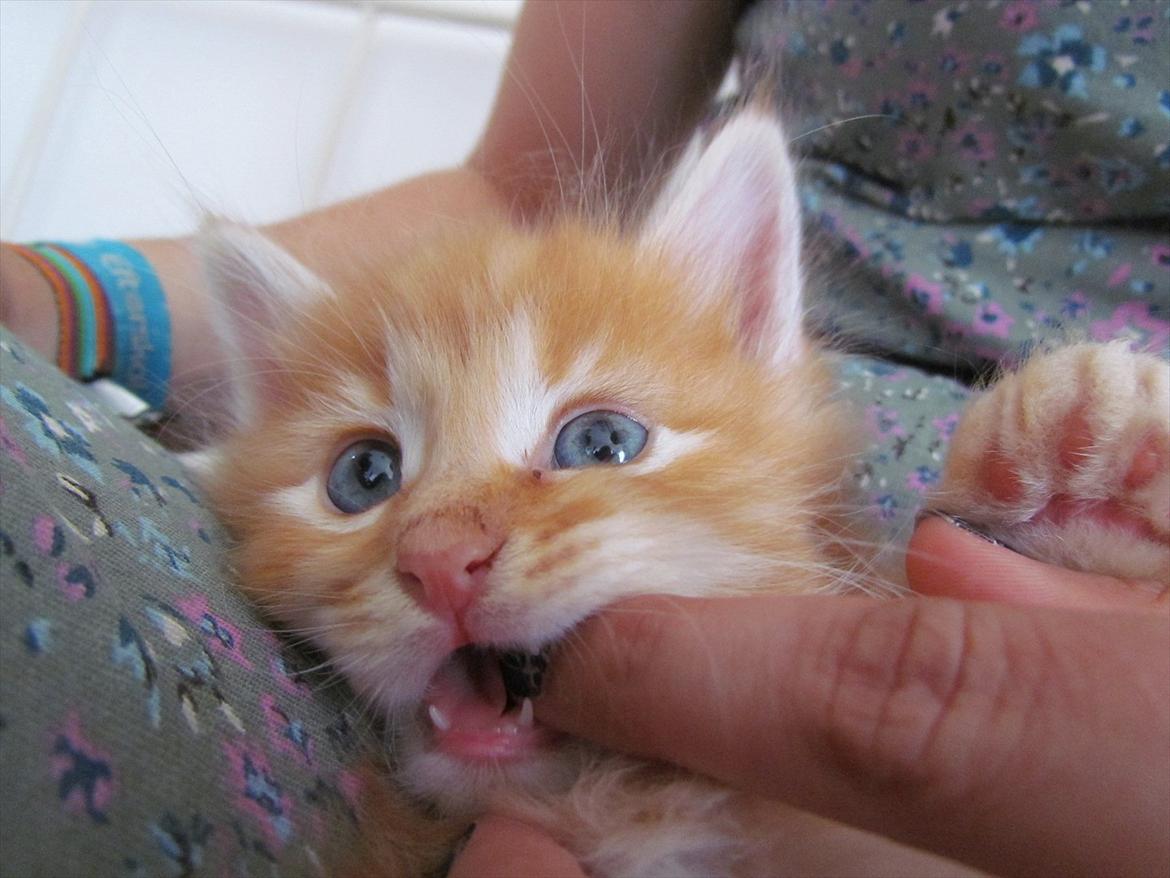 Maine Coon Simba - "Omenomenomenom!" billede 8