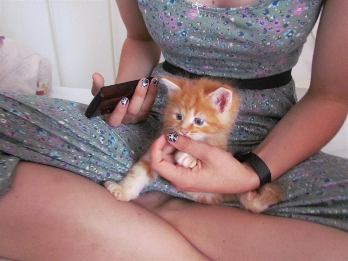 Maine Coon Simba - Prøv lige at se ham! Hvem kan stå for det blik? billede 10