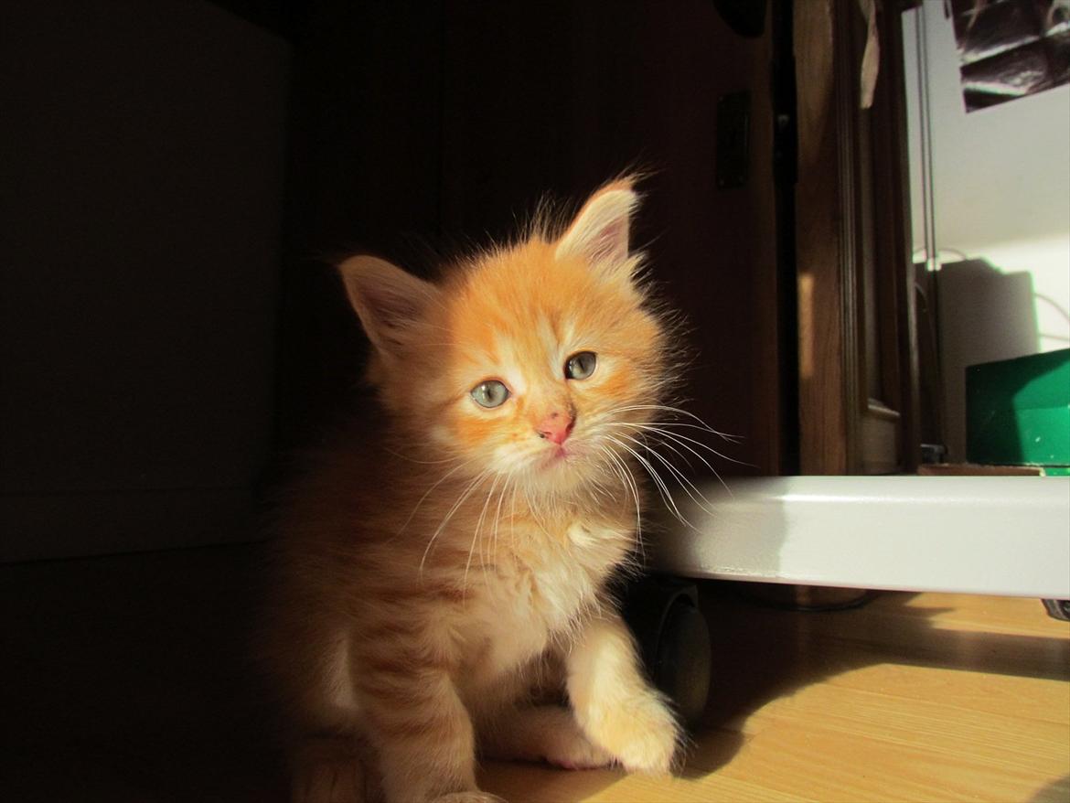 Maine Coon Spaghetti billede 2