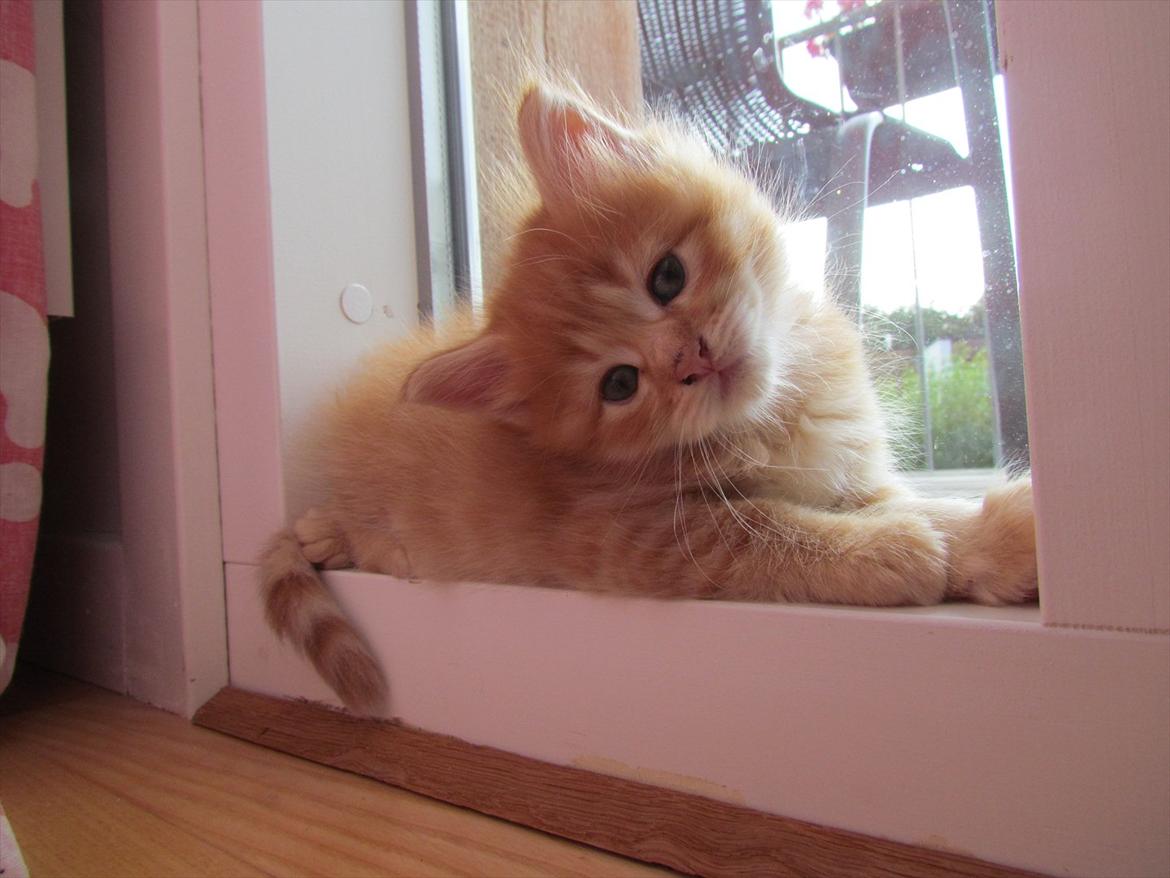 Maine Coon Spaghetti - "Moar, har jeg hovedet nok på skrå?" billede 3