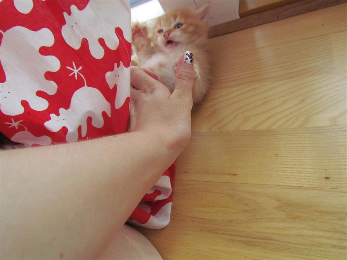 Maine Coon Spaghetti - Han er igang med en 'blodig' kamp xD billede 4