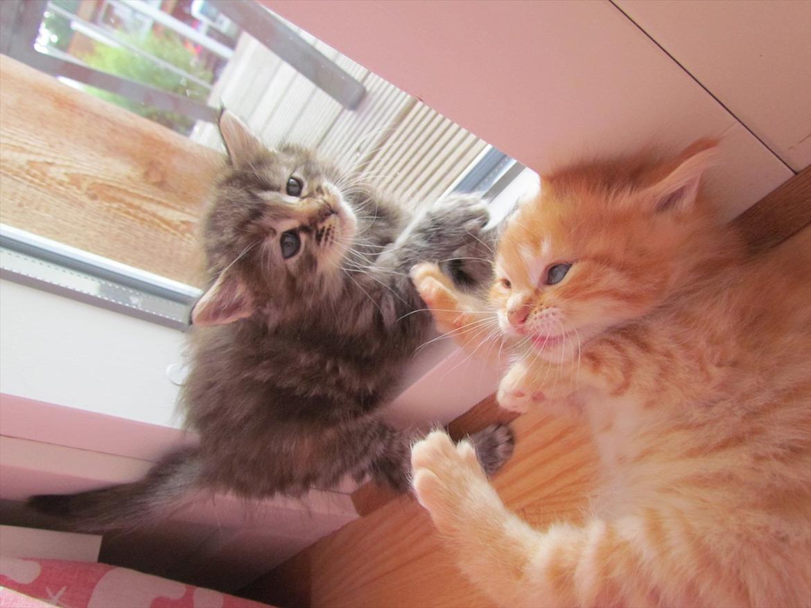 Maine Coon Spaghetti - Han ser ikke for glad ud! xD billede 5