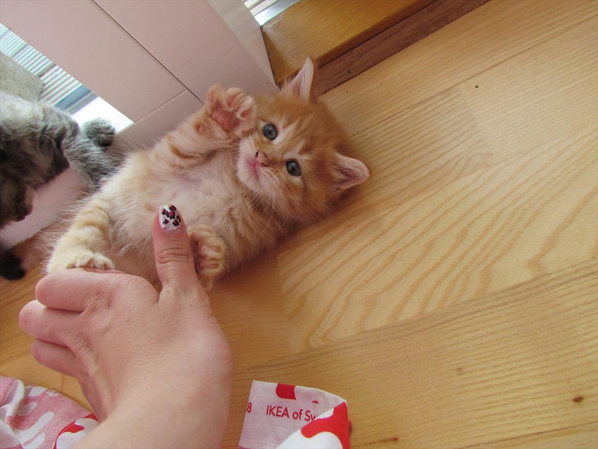 Maine Coon Spaghetti billede 6