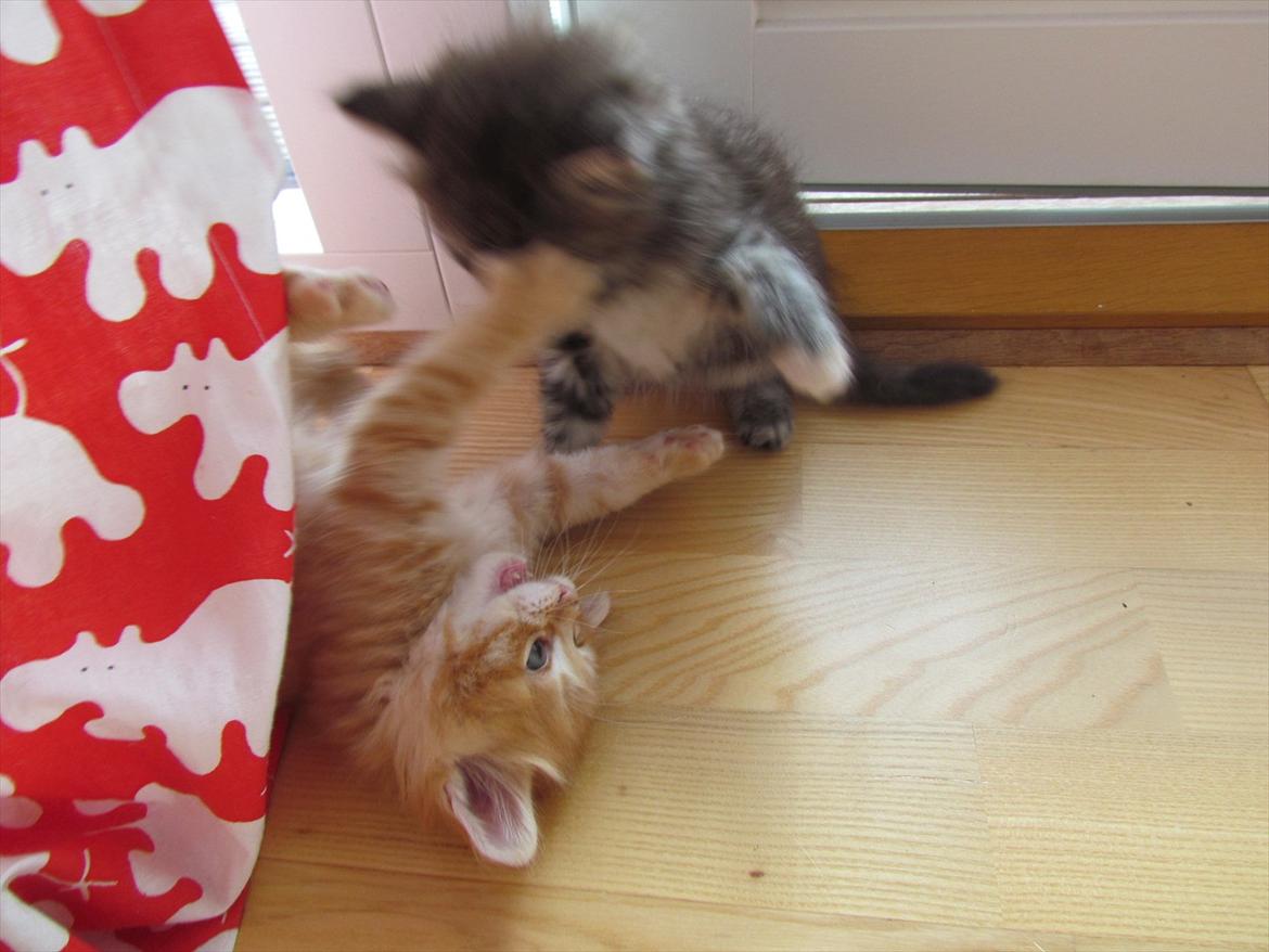 Maine Coon Spaghetti - "Gå med dig!" billede 7