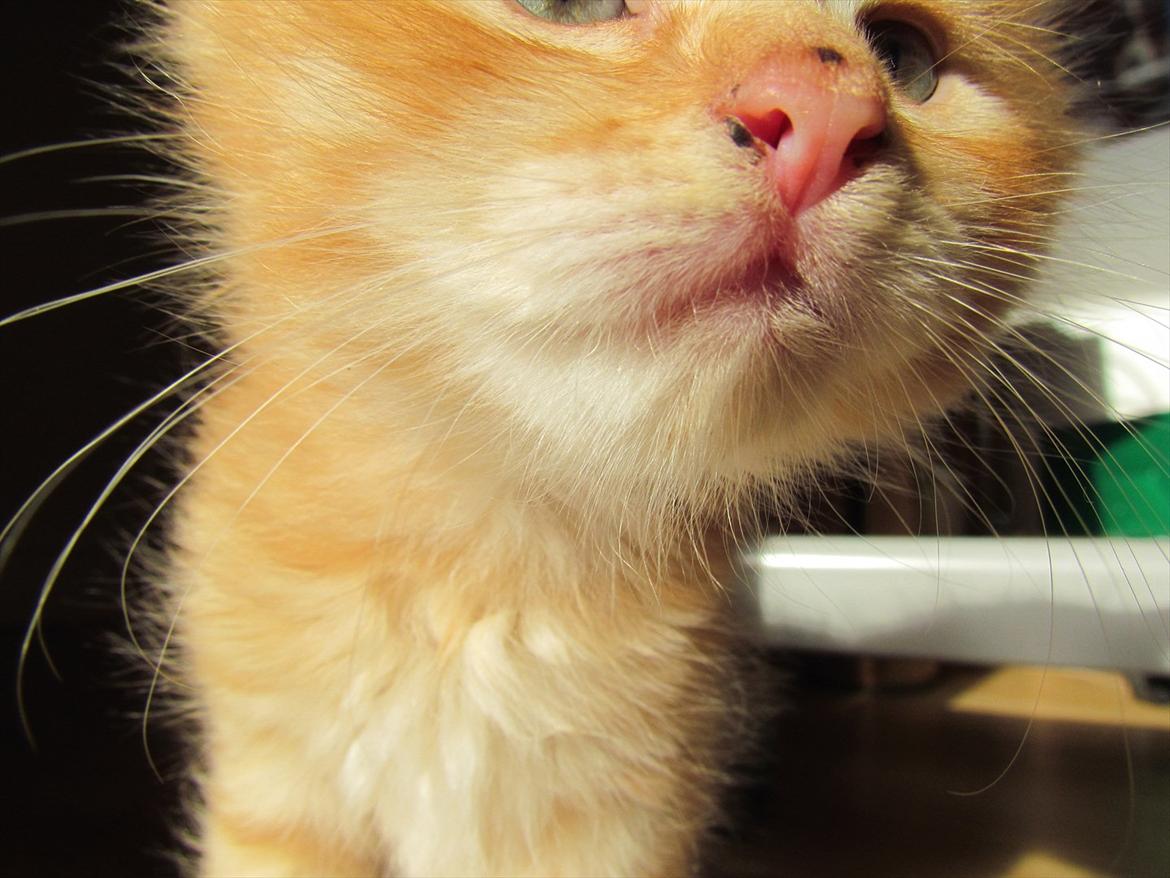 Maine Coon Spaghetti - Snif Snif billede 8