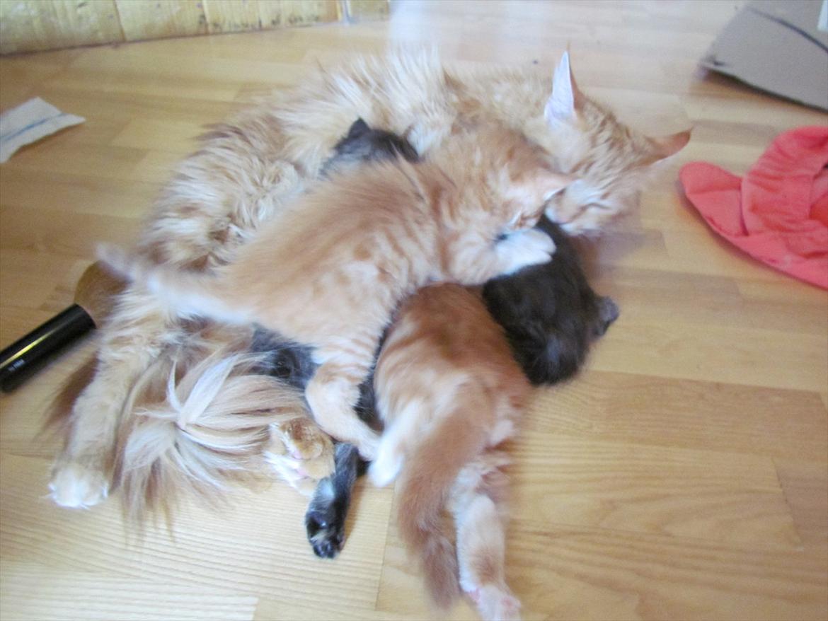 Maine Coon Spaghetti - Han kravler over alle misserne for at få sin plads! xD billede 9