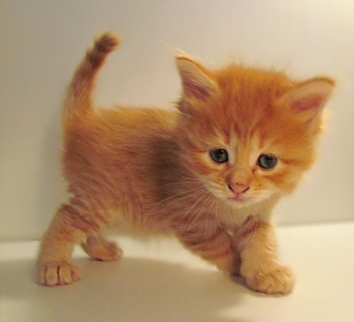 Maine Coon Spaghetti billede 10