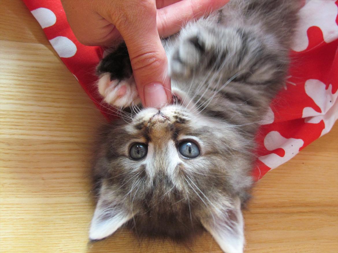 Maine Coon Tiffany (Tiff) - Velkommen til Tiffanys profil! billede 1